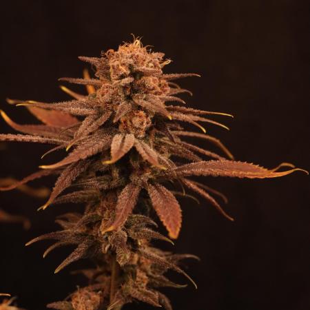 Dessert Grow - Tropicana Cookies FF