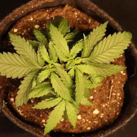 Dessert Grow - GG4 Sherbet FF