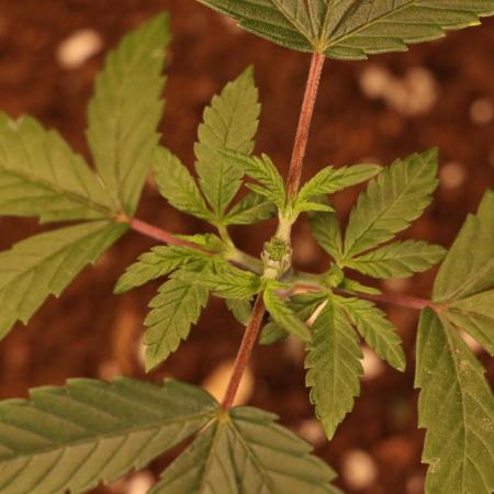 Dessert Grow#2 - Purple Lemonade FF