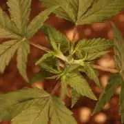 Dessert Grow #2 - Gorilla Cookies FF