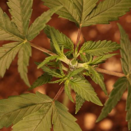 Dessert Grow #2 - Gorilla Cookies FF