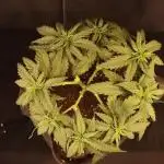 Dessert Grow - GG4 Sherbet FF