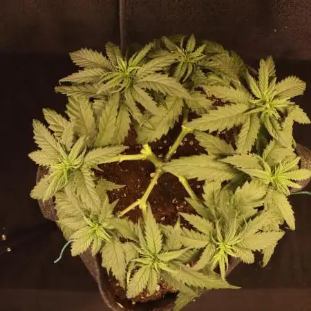Dessert Grow - GG4 Sherbet FF