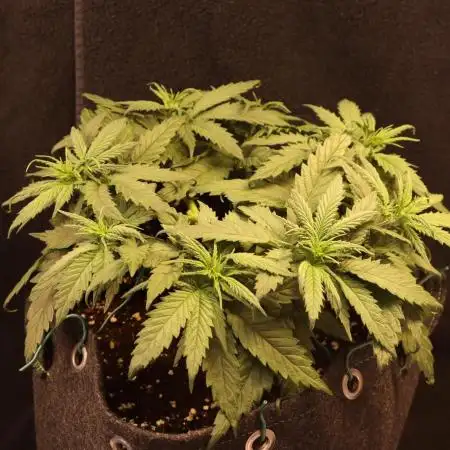 Dessert Grow - GG4 Sherbet FF