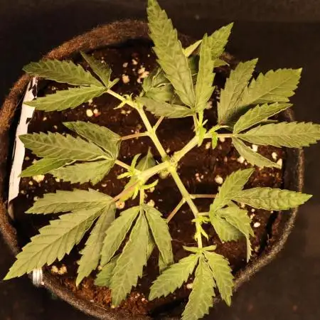 Dessert Grow - Orange Sherbet FF