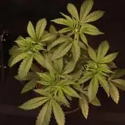 Dessert Grow#2 - Purple Lemonade FF