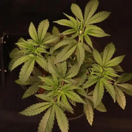 Dessert Grow#2 - Purple Lemonade FF