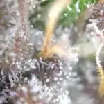 Dessert Grow - Tropicana Cookies FF