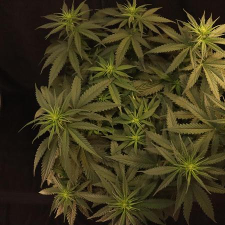 Dessert Grow - GG4 Sherbet FF