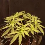 Dessert Grow - Orange Sherbet FF