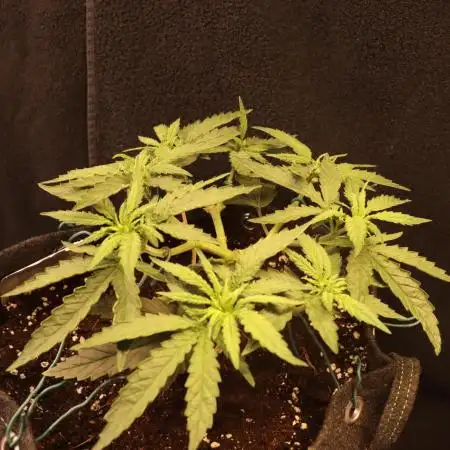 Dessert Grow - Orange Sherbet FF
