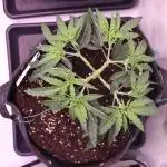 Dessert Grow - Orange Sherbet FF