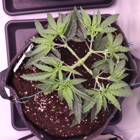 Dessert Grow - Orange Sherbet FF