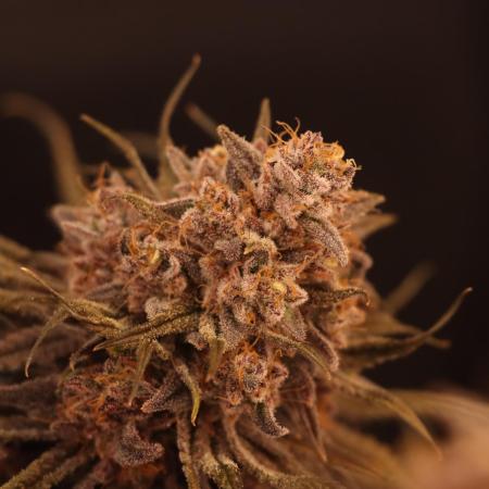 Dessert Grow#2 - Purple Lemonade FF
