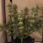 Dessert Grow - GG4 Sherbet FF