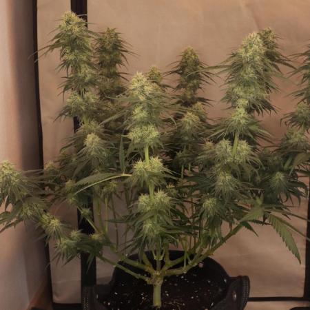 Dessert Grow - GG4 Sherbet FF