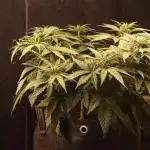 Dessert Grow - GG4 Sherbet FF