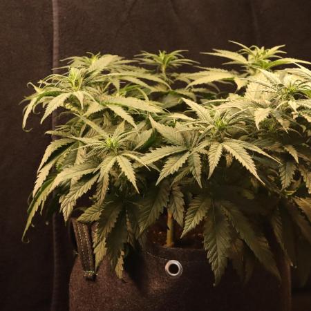 Dessert Grow - GG4 Sherbet FF