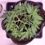 Dessert Grow - GG4 Sherbet FF