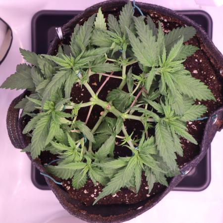 Dessert Grow - GG4 Sherbet FF