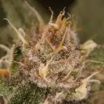Dessert Grow - Tropicana Cookies FF