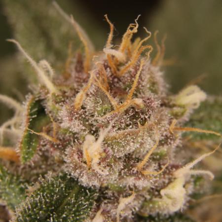 Dessert Grow - Tropicana Cookies FF