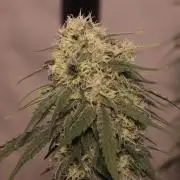 Dessert Grow - GG4 Sherbet FF