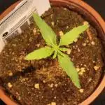 Dessert Grow - Orange Sherbet FF
