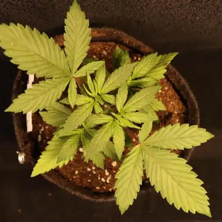 Dessert Grow - Tropicana Cookies FF