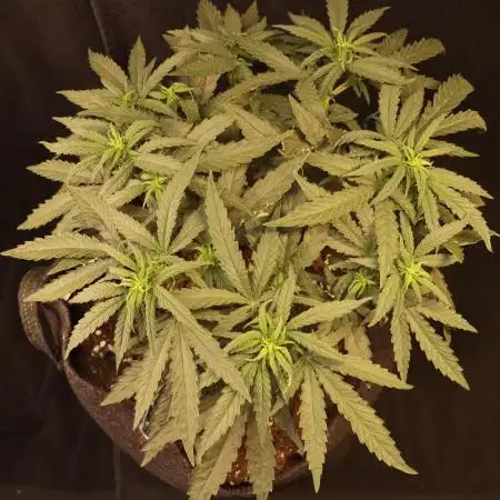 Dessert Grow - Orange Sherbet FF