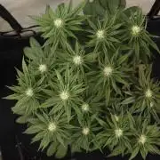 Dessert Grow#2 - Purple Lemonade FF