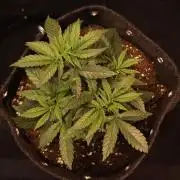 Dessert Grow#2 - Wedding Cheesecake FF