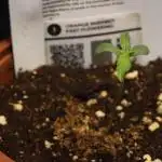 Dessert Grow - Orange Sherbert FF