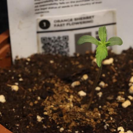Dessert Grow - Orange Sherbert FF