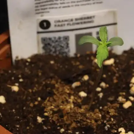 Dessert Grow - Orange Sherbert FF