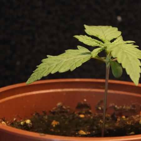 Dessert Grow - GG4 Sherbet FF