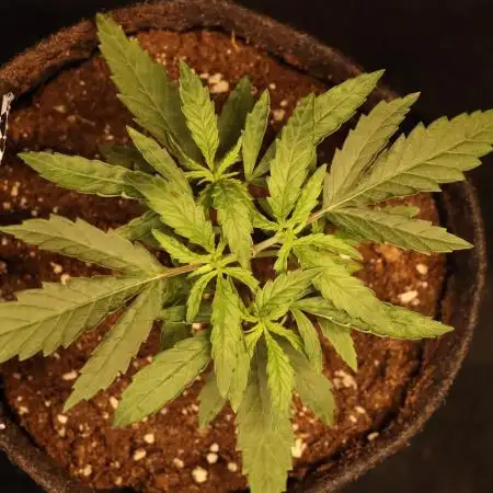 Dessert Grow - Orange Sherbet FF