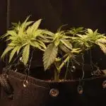 Dessert Grow - Tropicana Cookies FF