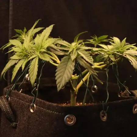 Dessert Grow - Tropicana Cookies FF