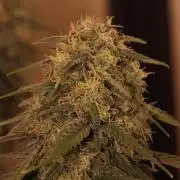 Dessert Grow - GG4 Sherbet FF