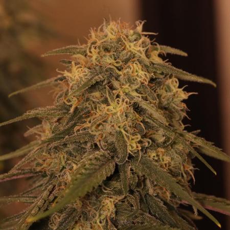 Dessert Grow - GG4 Sherbet FF