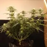 Dessert Grow - GG4 Sherbet FF