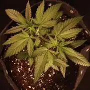 Dessert Grow #2 - Gorilla Cookies FF