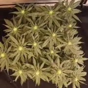 Dessert Grow #2 - Gorilla Cookies FF