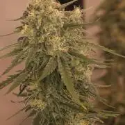 Dessert Grow - GG4 Sherbet FF