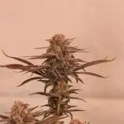 Dessert Grow - Tropicana Cookies FF
