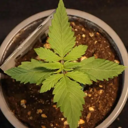 Dessert Grow - Tropicana Cookies FF