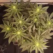 Dessert Grow#2 - Wedding Cheesecake FF