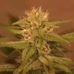 Dessert Grow - Tropicana Cookies FF
