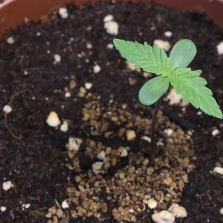 Dessert Grow - GG4 Sherbert FF